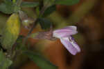 Florida calamint